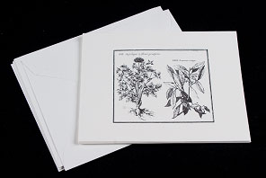 botanical note cards